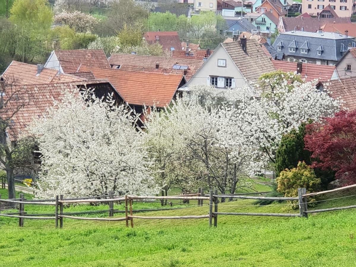 Petit Week End Dans La Vallee Breitenbach-Haut-Rhin Bagian luar foto