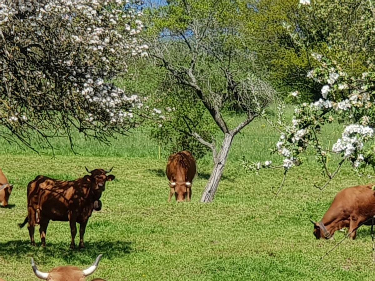 Petit Week End Dans La Vallee Breitenbach-Haut-Rhin Bagian luar foto